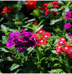 Вербена гибридная, смесь сортов «Городской романс» - Фото 3