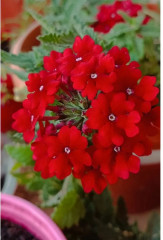 Вербена балконная «Искристый рубин» - Фото 1