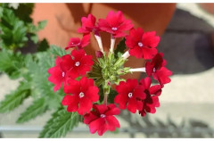 Вербена балконная «Искристый рубин» - Фото 2