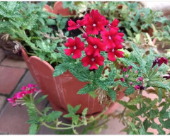 Вербена балконная «Искристый рубин» - Фото 3
