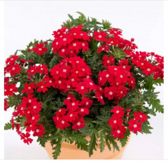 Вербена балконная «Искристый рубин» - Фото 4