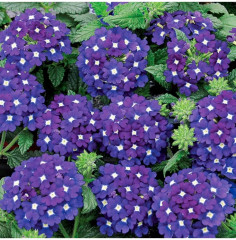 Семена вербены гибридной «Обсешн блю виз ай» - Фото 2