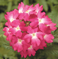 Семена вербены гибридной «Обсешн корал виз ай» - Фото 1