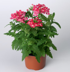 Семена вербены гибридной «Обсешн корал виз ай» - Фото 2