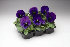 Семена виолы виттроки лиловой с глазком «Анютины глазки F1» - Фото 2