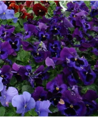 Семена виолы виттроки лиловой с глазком «Анютины глазки F1» - Фото 4