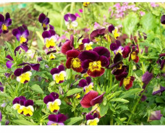 Семена виолы рогатой, смесь сортов «Бамбини» - Фото 1