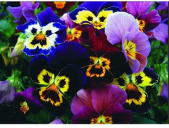 Семена виолы рогатой, смесь сортов «Бамбини» - Фото 3