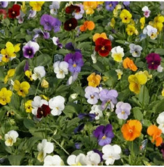 Семена виолы рогатой, cмесь сортов «Крупноцветковая» - Фото 2