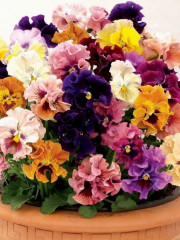 Семена виолы виттроки, смесь сортов «Махровые кружева» - Фото 1