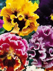 Семена виолы виттроки, смесь сортов «Махровые кружева» - Фото 3