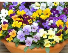 Семена виолы рогатой, cмесь сортов «Фантазия» - Фото 1