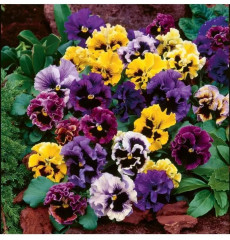 Семена виолы рогатой, cмесь сортов «Фантазия» - Фото 2