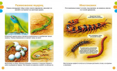 Животные-малютки - Фото 6