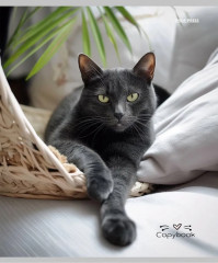 Комплект тетрадей «Разные домашние коты» - Фото 2