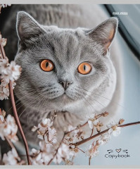 Комплект тетрадей «Разные домашние коты» - Фото 3