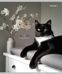 Комплект тетрадей «Разные домашние коты» - Фото 4