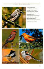 Жизнь певчих птиц - Фото 11