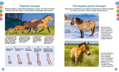 Лошади - Фото 2