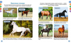 Лошади - Фото 3