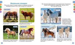 Лошади - Фото 4