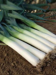 Семена лука порея «Карантанский» - Фото 2