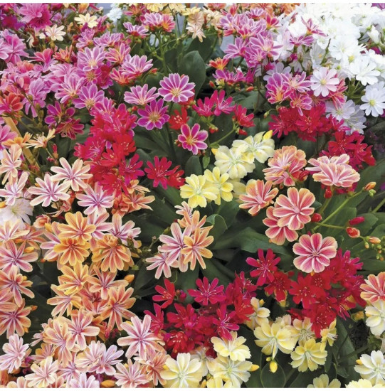 Семена льюизии котиледона, смесь сортов «Элис»