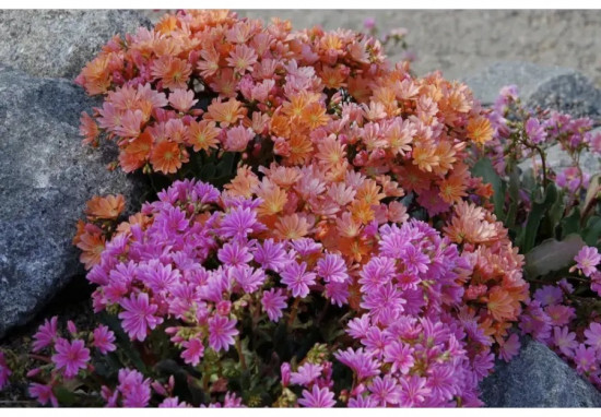 Семена льюизии котиледона, смесь сортов «Элис»