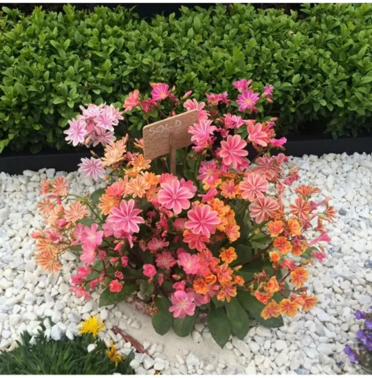 Семена льюизии котиледона, смесь сортов «Элис»