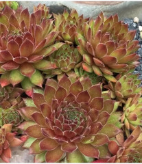 Семена молодила, смесь сортов «Хиппи чикс» - Фото 3