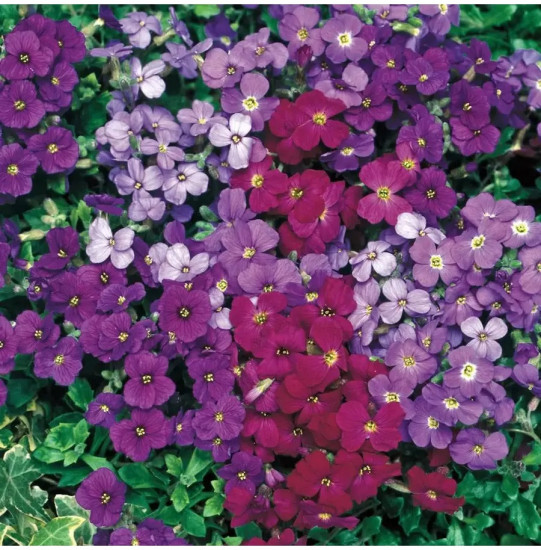 Семена обриеты, смесь сортов «Декоративная каскадная»