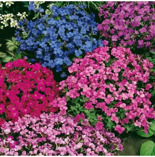 Семена обриеты, смесь сортов «Декоративная каскадная»