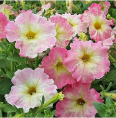 Семена петунии многоцветковой «Алёнка F1» - Фото 1