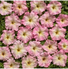 Семена петунии многоцветковой «Алёнка F1» - Фото 3