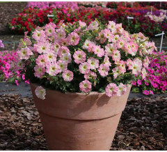 Семена петунии многоцветковой «Алёнка F1» - Фото 4