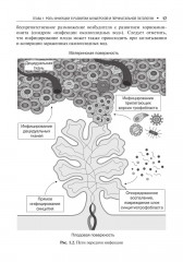 Инфекции в период беременности - Фото 5