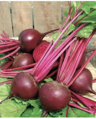 Семена свеклы столовой «Винегрет» - Фото 1