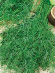 Семена укропа «Лесногородский» - Фото 2