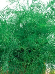 Семена укропа «Лесногородский» - Фото 3