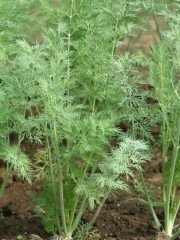 Семена укропа «Лесногородский» - Фото 4