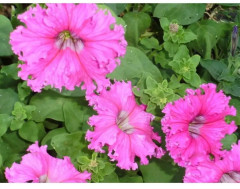 Семена петунии фриллитунии крупноцветковой «Бабочка F1» - Фото 2