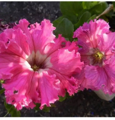 Семена петунии фриллитунии крупноцветковой «Бабочка F1» - Фото 3