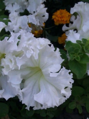 Семена петунии фриллитунии крупноцветковой «Снежинка F1» - Фото 3