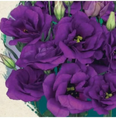 Семена эустомы крупноцветковой «Эхо F1 блю» - Фото 1