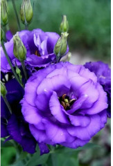 Семена эустомы крупноцветковой «Эхо F1 блю» - Фото 2