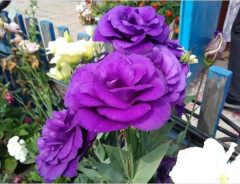 Семена эустомы крупноцветковой «Эхо F1 пурпл» - Фото 3