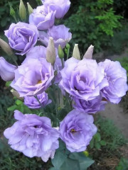 Семена эустомы юбилейной «Букетная F1 голубая дымка» - Фото 1