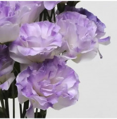 Семена эустомы юбилейной «Букетная F1 голубая дымка» - Фото 3