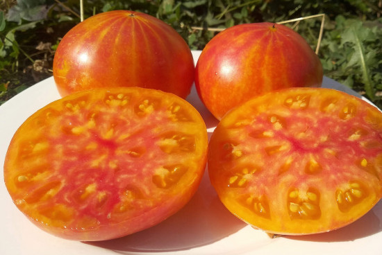 Колекционные семена томата «Полосатый Синка»