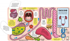 Удивительное тело - Фото 4